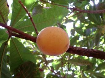 پوتریا بالاتا